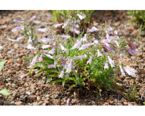 Penstemon hirsutus ‘var. pygmaeus’