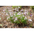 Penstemon hirsutus ‘var. pygmaeus’