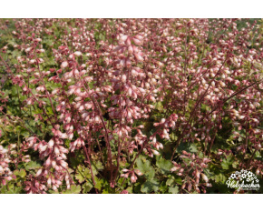Heuchera pulchella