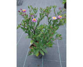 Aster ageratoides ‘Ezo Murasaki’