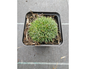Dianthus microlepis