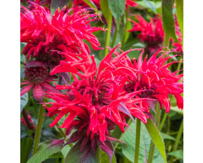 Monarda ‘Cambridge Scarlet’