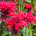 Monarda ‘Cambridge Scarlet’