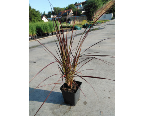 Pennisetum setaceum ‘Rubrum’ P9x9