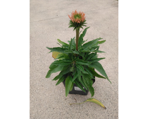 Echinacea ‘SunSeekers Salmon’