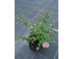 Aster oblongifolia ‘October Skies’