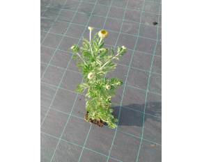 Anthemis tinctoria ‘E.C. Buxton’