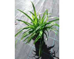Carex pendula
