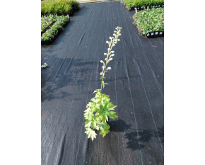 Delphinium Pacific Giant ‘Galahad’