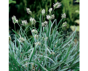 Sesleria caerulea