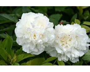 Paeonia lactiflora ‘Duchesse de Nemours’