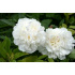 Paeonia lactiflora ‘Duchesse de Nemours’