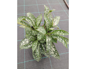 Pulmonaria angustifolia ‘Twinkle Toe’