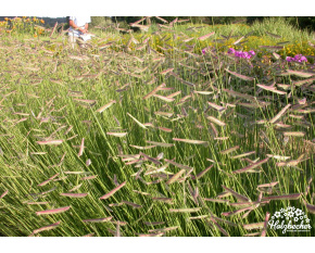 Bouteloua gracilis