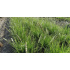 Sesleria autumnalis