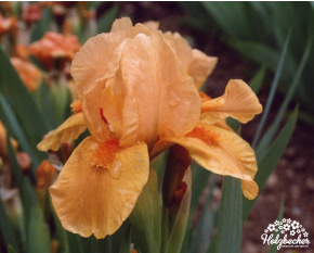 Iris pumila ‘Orange Tiger’