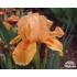 Iris pumila ‘Orange Tiger’