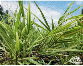 Hakonechloa macra ‘Albostriata’