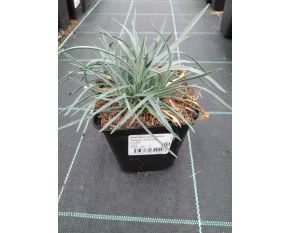 Dianthus plumarius ‘Angel of Purity’