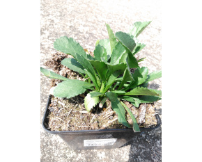 Leucanthemum maximum ‘Sweet Daisy Rebecca’