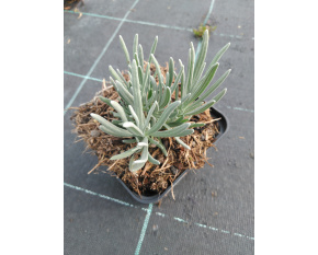 Lavandula × intermedia ‘Dutch’