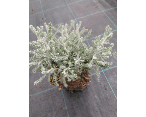 Santolina chamaecyparissus