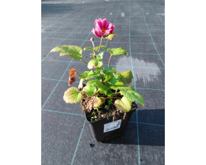 Anemone japonica ‘Pamina’