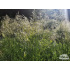 Deschampsia cespitosa ‘Palava’