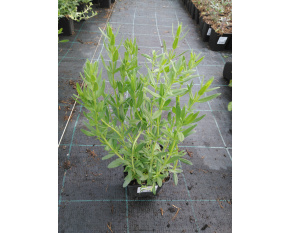 Hyssopus officinalis