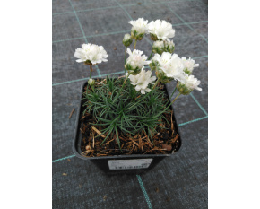 Armeria juniperifolia ‘Alba’