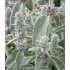 Stachys byzantina