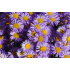 Aster alpinus ‘Violet’