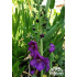 Verbascum phoeniceum