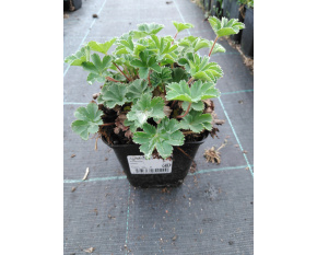 Alchemilla erythropoda