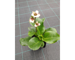Bergenia ‘Eroica’