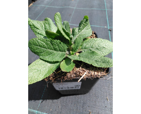 Salvia nemorosa ‘Blaukonigin’
