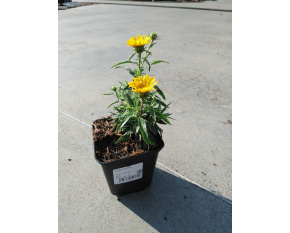 Inula ensifolia