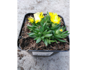 Delosperma basuticum ‘Gold Nugget’