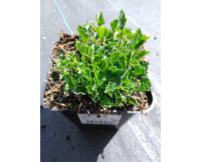 Campanula garganica