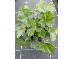 Heuchera ‘Leuchtkäfer’