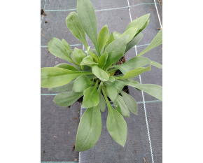 Goniolimon tataricum