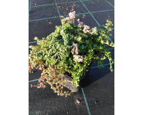 Thymus serpyllum ‘Rasta’