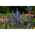 Camassia leichtlinii ‘Caerulea’