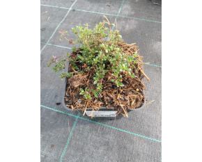 Thymus serpyllum ‘Coccineus’