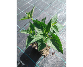 Agastache ‘Black Adder’