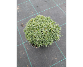 Dianthus ‘La Bourboule’