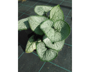 Brunnera macrophylla ‘Silver Heart’