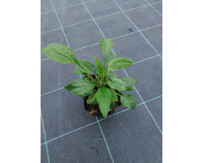 Echinacea purpurea ‘Magnus’