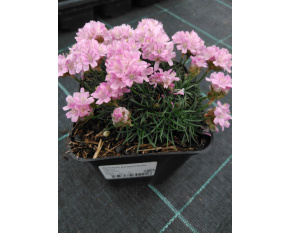 Armeria juniperifolia ‘Brno’