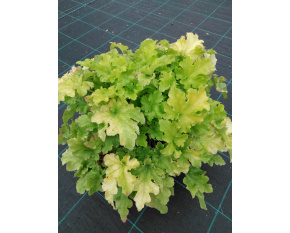 Heuchera ‘Lime Marmalade’